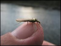 Bifogad bild: norge2010augusti861.jpg